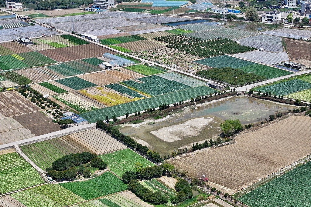 福州：蔬菜基地进入早春采收旺季