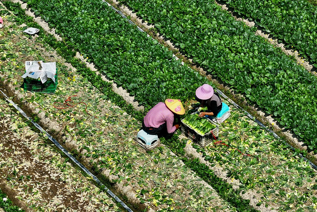 福州：蔬菜基地进入早春采收旺季