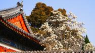 北京：万寿寺内玉兰花盛开 古刹春意盎然