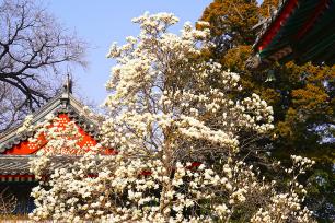 北京：万寿寺内玉兰花盛开 古刹春意盎然