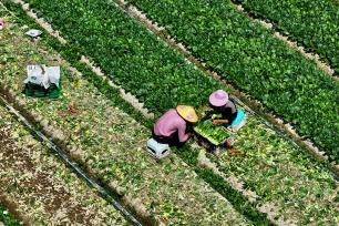 福州：蔬菜基地进入早春采收旺季
