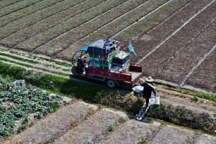 福州：蔬菜基地进入早春采收旺季