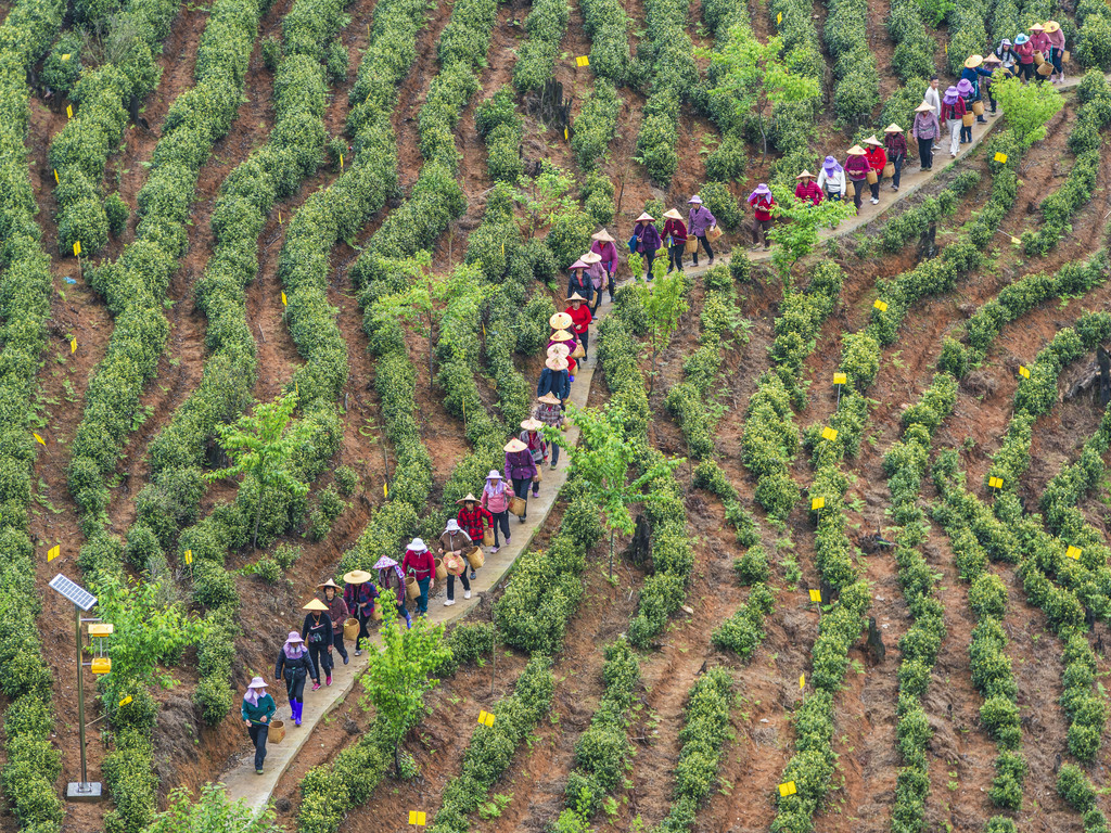安徽黄山：采茶工人排队上山采摘新茶