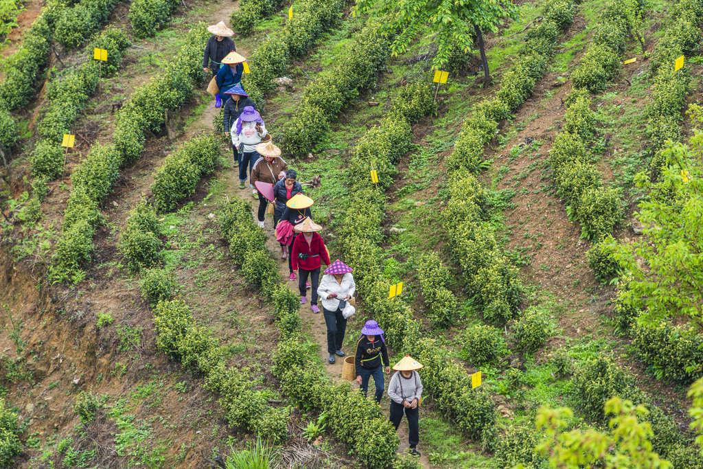 安徽黄山：采茶工人排队上山采摘新茶