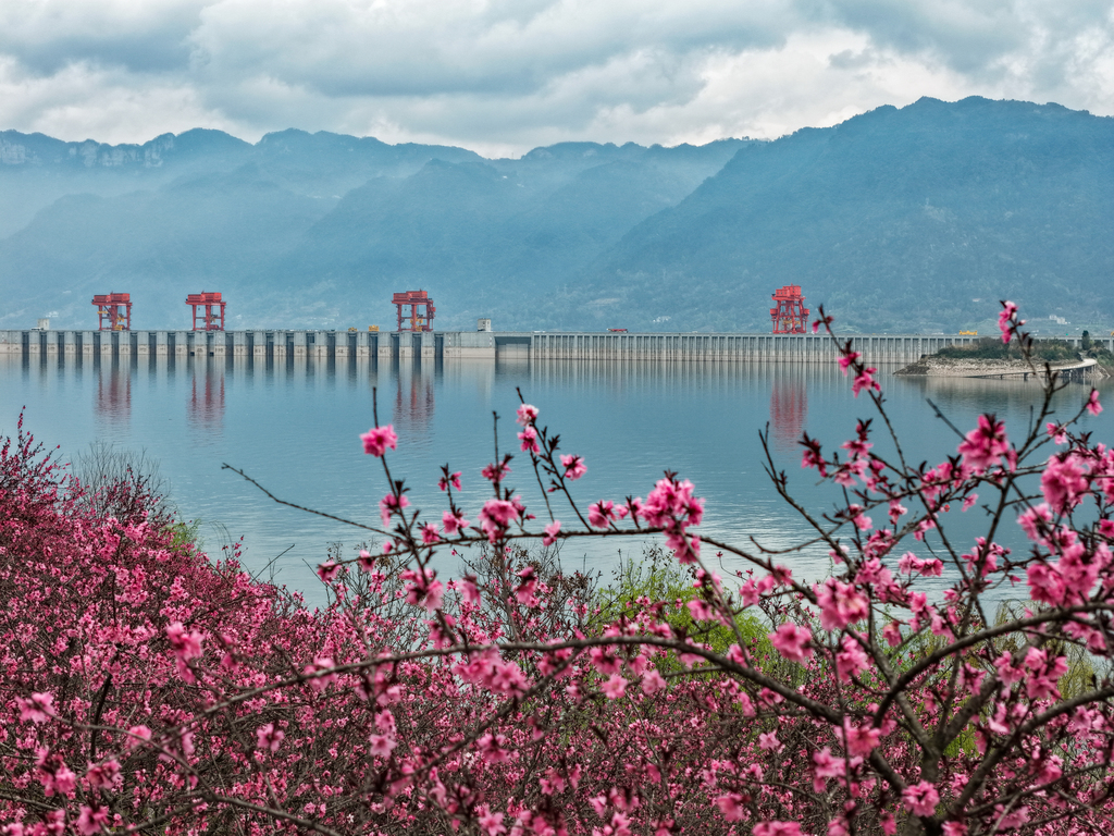 湖北宜昌：樱花绽放扮靓三峡大坝