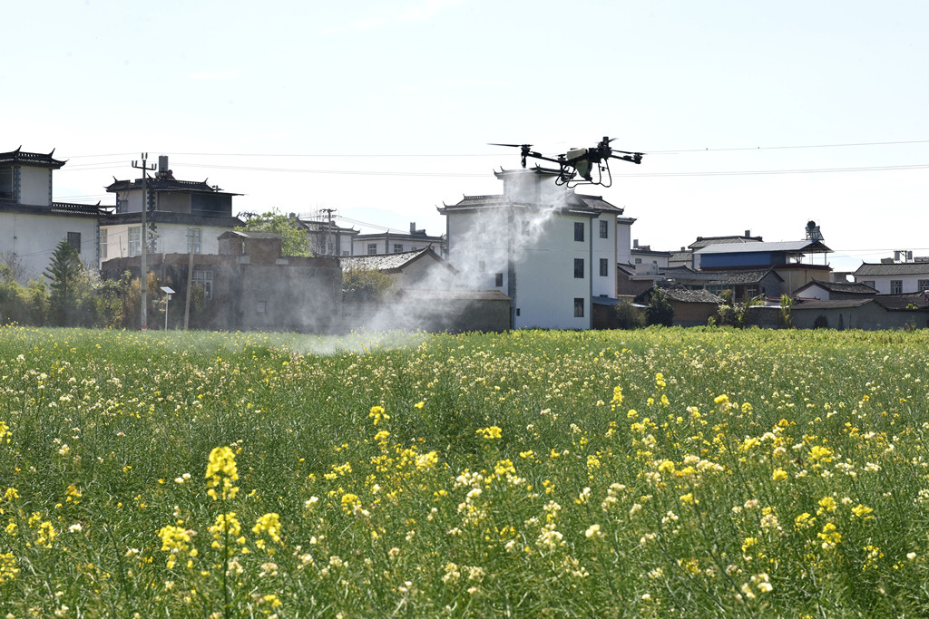 云南大理：无人机飞防助力春耕