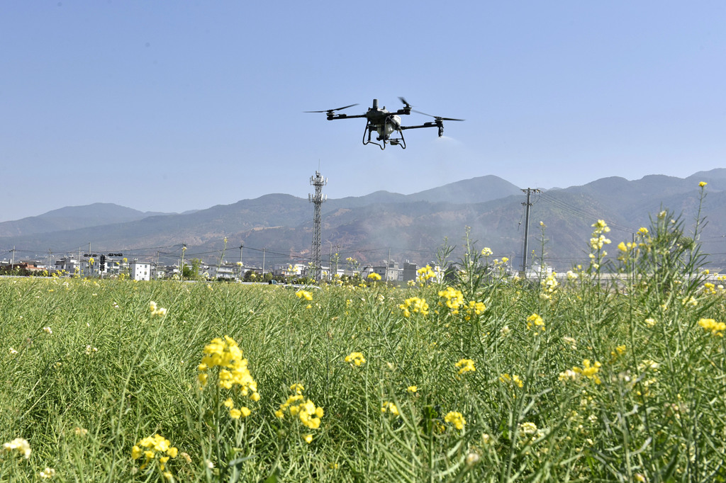 云南大理：无人机飞防助力春耕