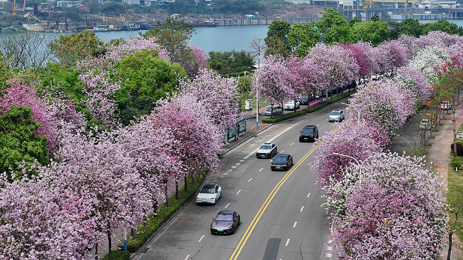 广西柳州：洋紫荆迎春盛放 粉红花海绵延全城