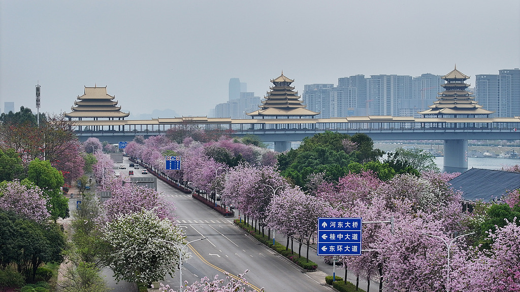 广西柳州：洋紫荆迎春盛放 粉红花海绵延全城