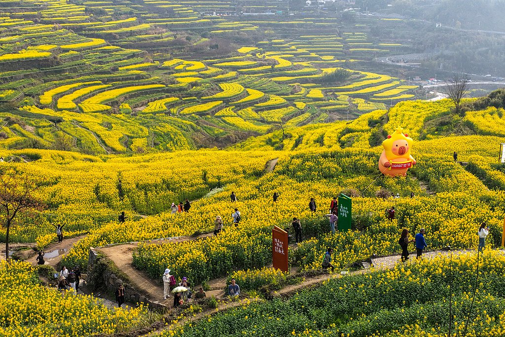 浙江上虞：岭南乡覆卮山梯田迎来最美时节