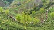 安徽黄山：采茶工人排队上山采摘新茶