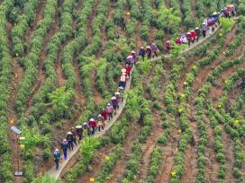 安徽黄山：采茶工人排队上山采摘新茶
