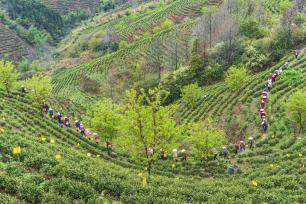 安徽黄山：采茶工人排队上山采摘新茶