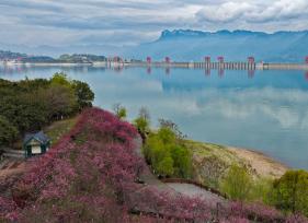 湖北宜昌：樱花绽放扮靓三峡大坝