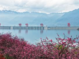 湖北宜昌：樱花绽放扮靓三峡大坝