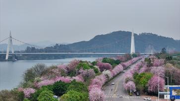 广西柳州：洋紫荆迎春盛放 粉红花海绵延全城