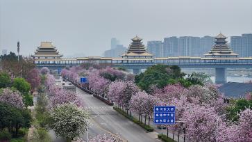 广西柳州：洋紫荆迎春盛放 粉红花海绵延全城