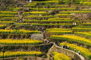 浙江上虞：岭南乡覆卮山梯田迎来最美时节