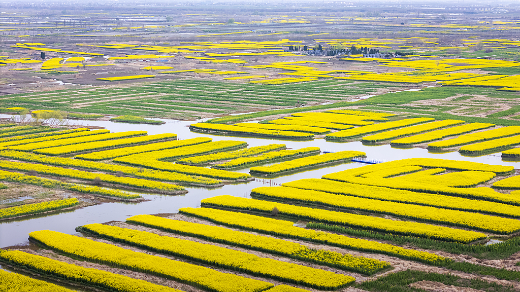 江苏兴化：千垛油菜花田遍地金黄
