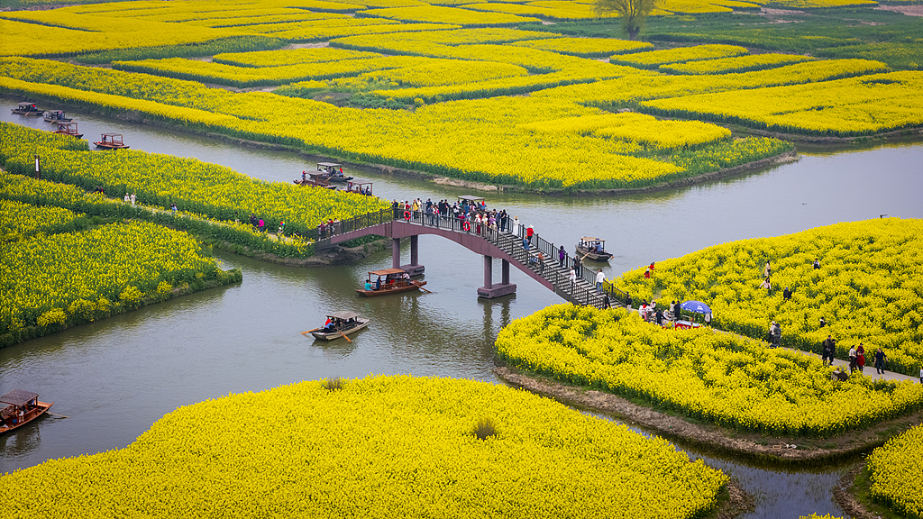 江苏兴化：千垛油菜花田遍地金黄