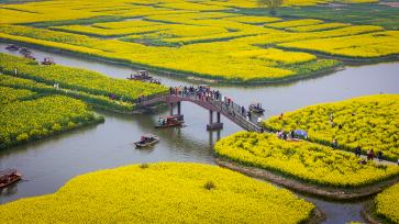 江苏兴化：千垛油菜花田遍地金黄