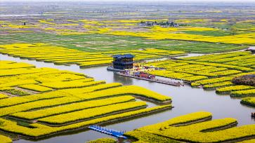 江苏兴化：千垛油菜花田遍地金黄