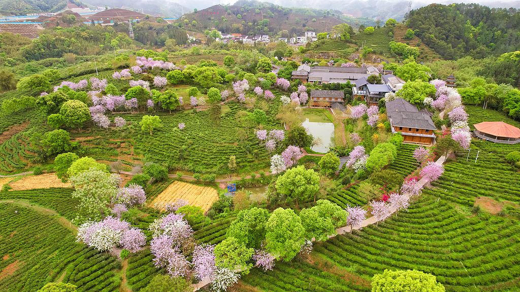广西苍梧：茶旅融合促发展
