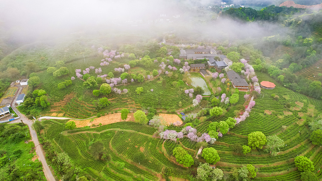 广西苍梧：茶旅融合促发展