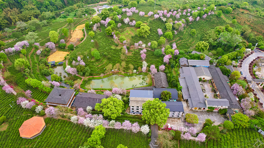 广西苍梧：茶旅融合促发展