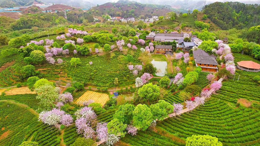 广西苍梧：茶旅融合促发展