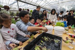 浙江金华：小朋友体验水培蔬菜种植