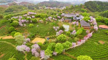 广西苍梧：茶旅融合促发展