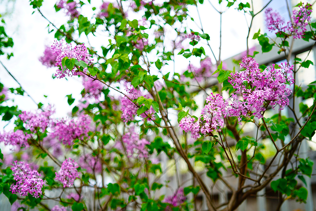 北京：丁香花盛开扮靓主干道