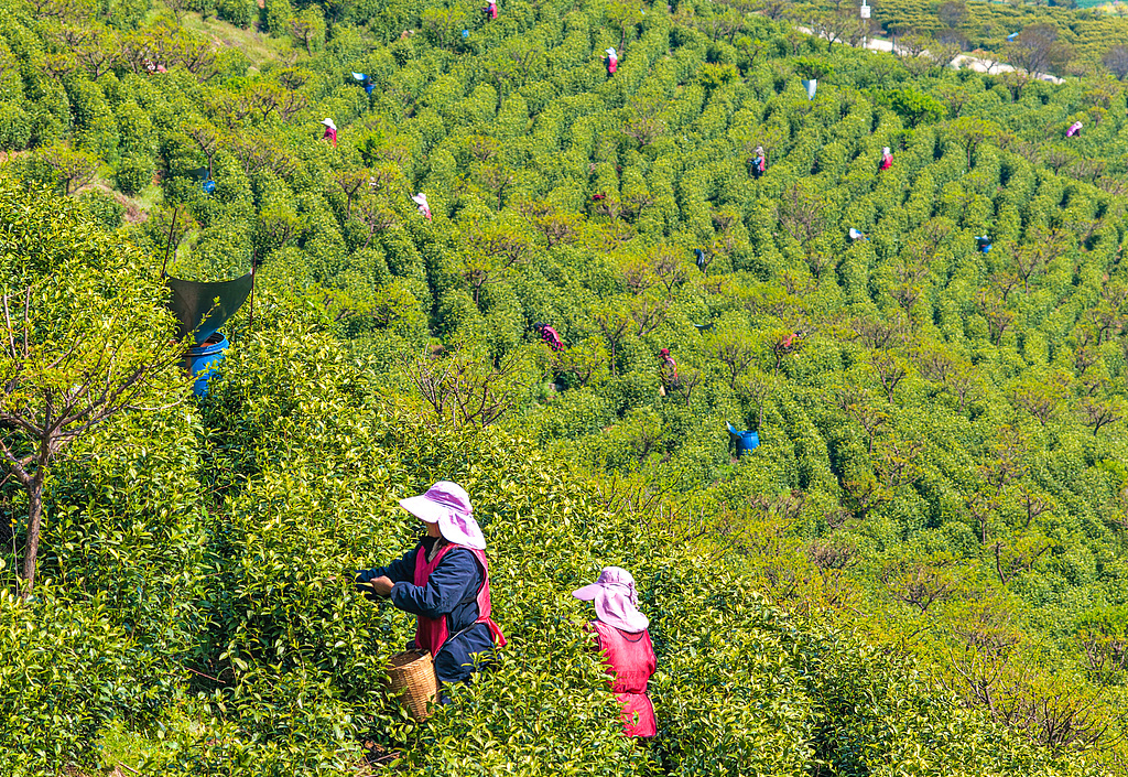 安徽芜湖：茶农采摘明前茶供应市场