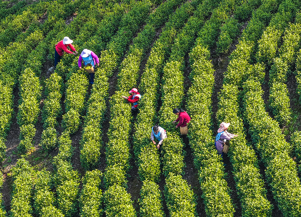 安徽芜湖：茶农采摘明前茶供应市场