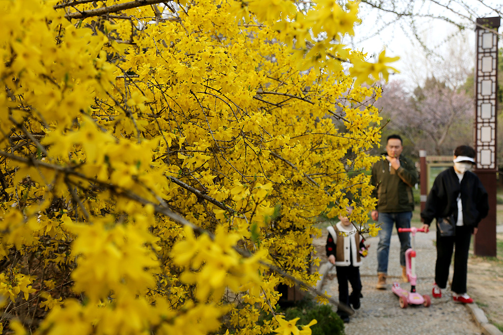 江苏连云港：市民踏青赏花不负春光