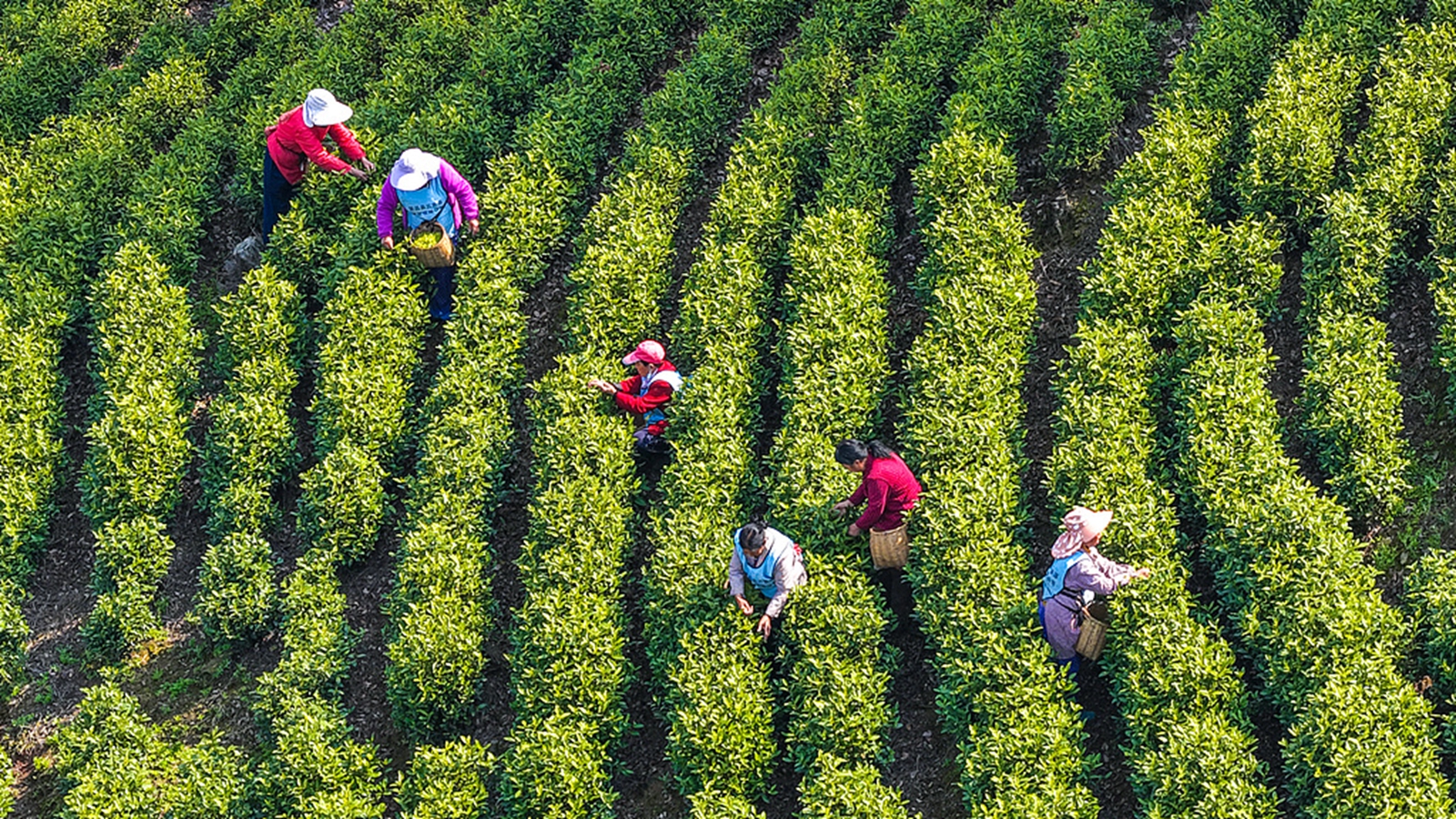 安徽芜湖：茶农采摘明前茶供应市场