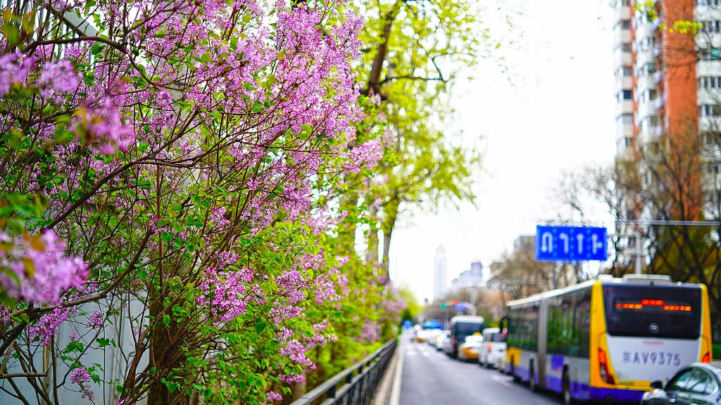 北京：丁香花盛开扮靓主干道