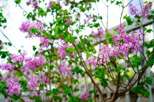 北京：丁香花盛开扮靓主干道