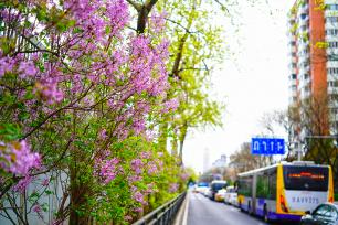 北京：丁香花盛开扮靓主干道
