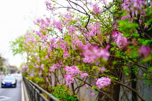 北京：丁香花盛开扮靓主干道
