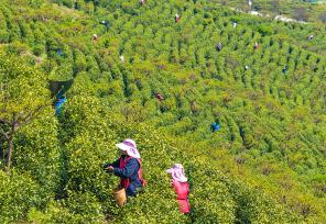 安徽芜湖：茶农采摘明前茶供应市场