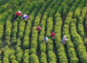 安徽芜湖：茶农采摘明前茶供应市场