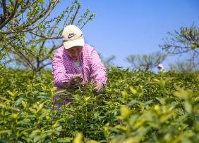 安徽芜湖：茶农采摘明前茶供应市场