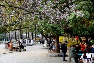 江苏连云港：市民踏青赏花不负春光