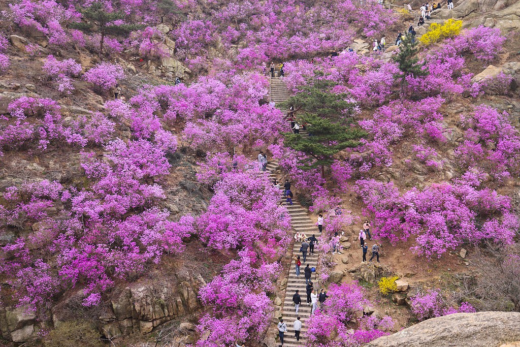 青岛：珠山秀谷万亩杜鹃花盛放