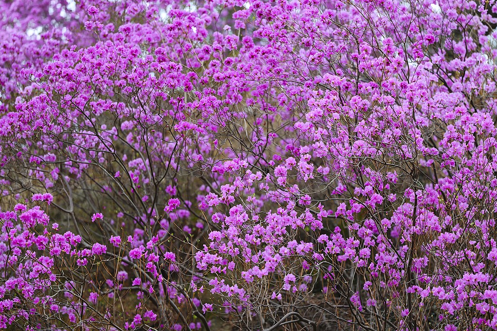 青岛：珠山秀谷万亩杜鹃花盛放