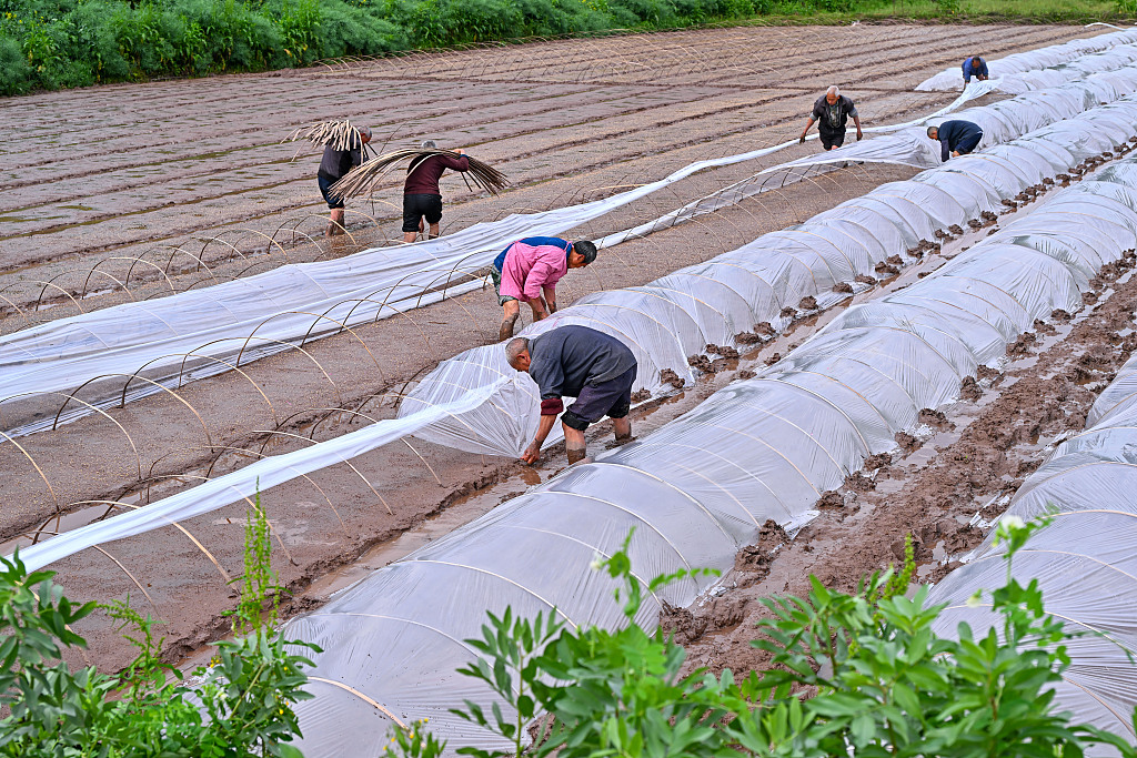 四川仁寿：村民集中育秧水稻