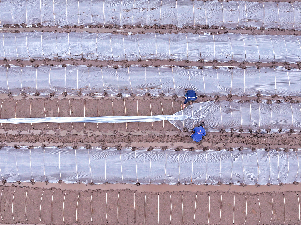 四川仁寿：村民集中育秧水稻
