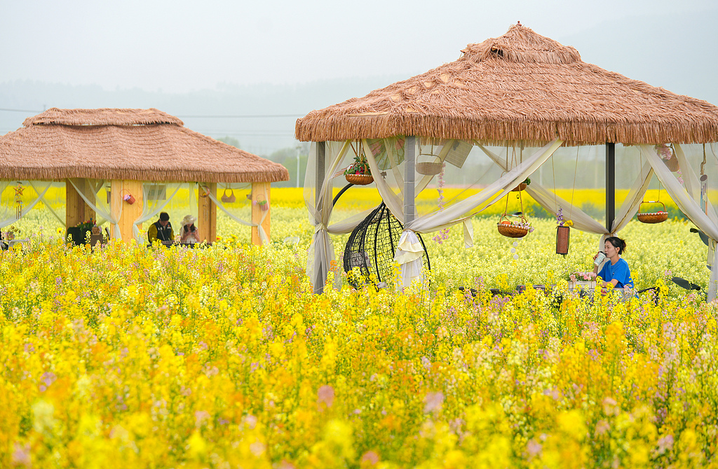 浙江安吉：游客置身花海品咖啡 赏春光